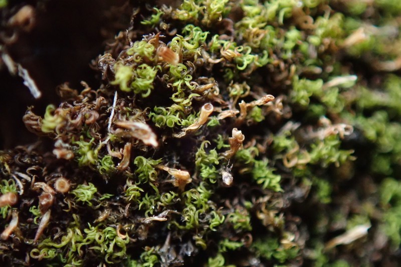 Lapland Amphidium Moss photo 6