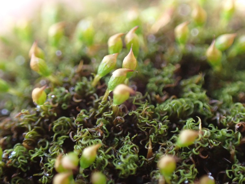 Lapland Amphidium Moss photo 7