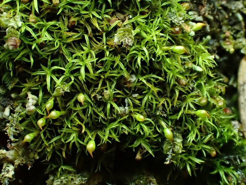 Lapland Amphidium Moss photo 8