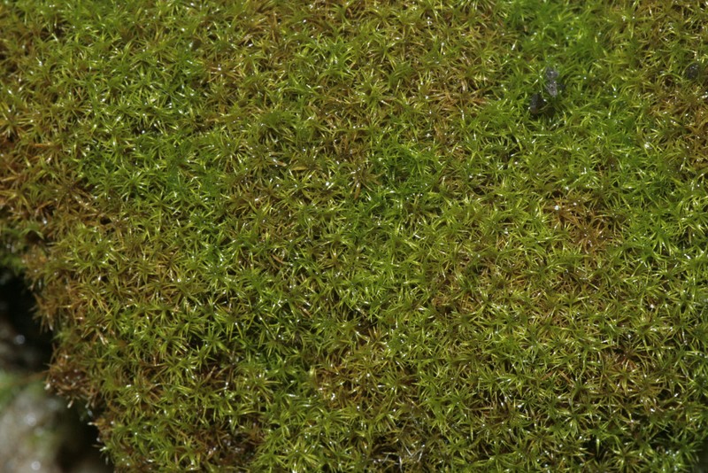 Mougeot's Amphidium Moss
