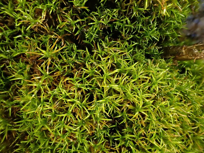 Mougeot's Amphidium Moss
