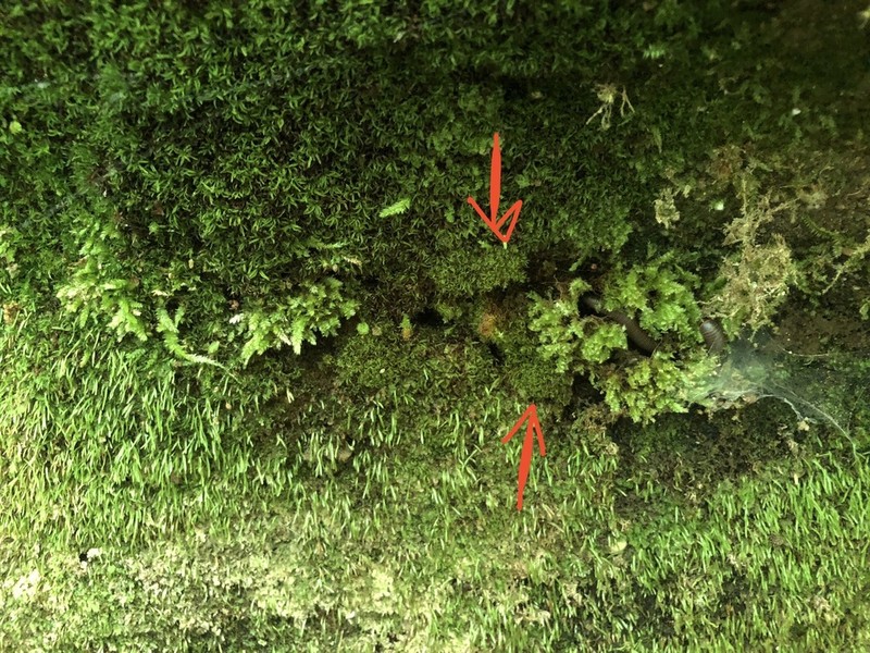 Mougeot's Amphidium Moss photo 2