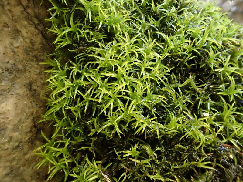Mougeot's Amphidium Moss photo 3