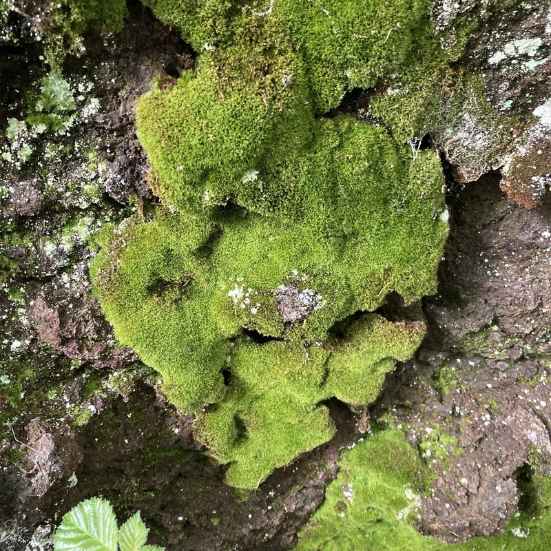 Mougeot's Amphidium Moss photo 4