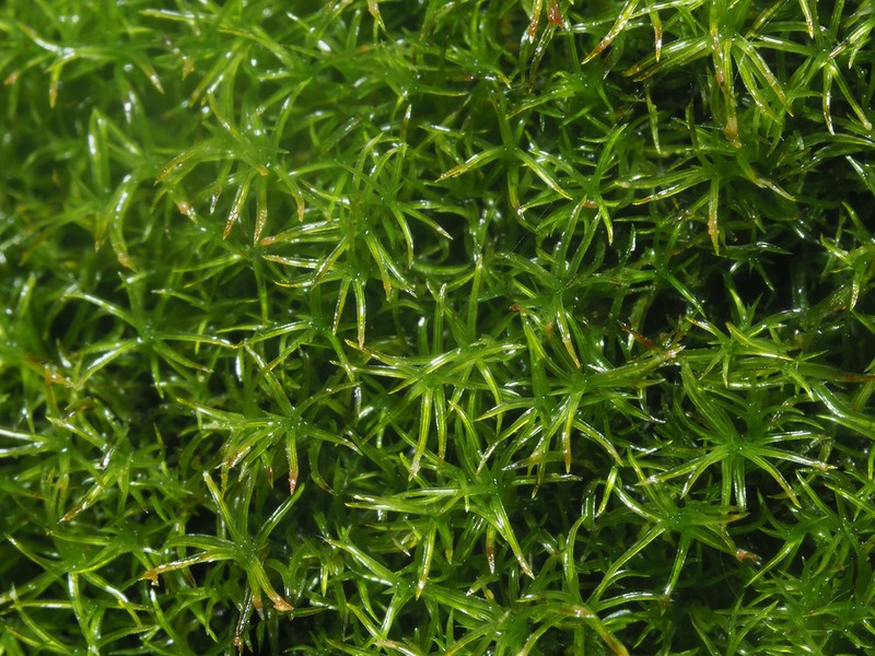 Mougeot's Amphidium Moss photo 5