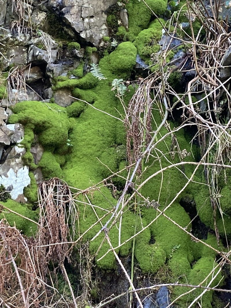 Mougeot's Amphidium Moss photo 6
