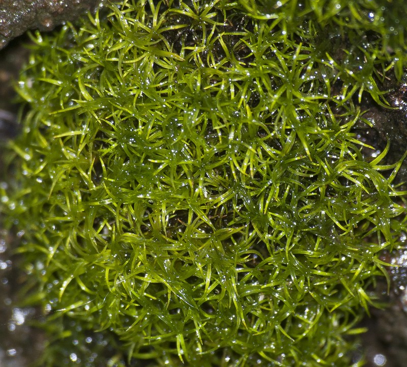 Mougeot's Amphidium Moss photo 7