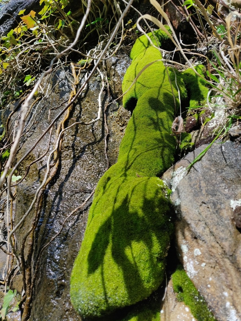 Mougeot's Amphidium Moss photo 8