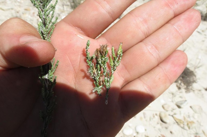 Amphiglossa callunoides photo 4