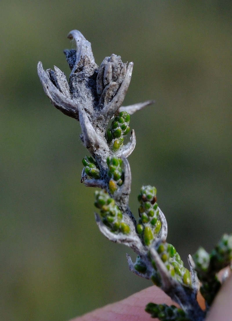 Amphiglossa callunoides photo 5