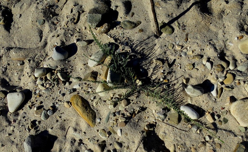 Amphiglossa callunoides photo 6