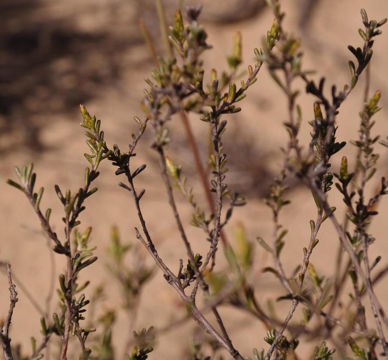 Amphiglossa susannae photo 2