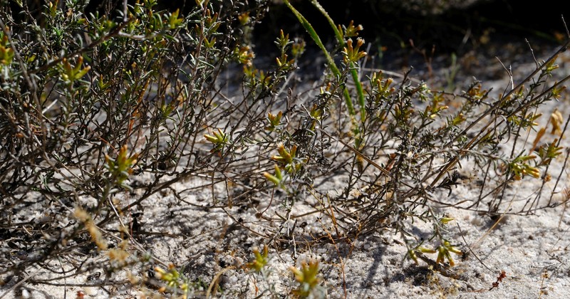 Amphiglossa susannae photo 6