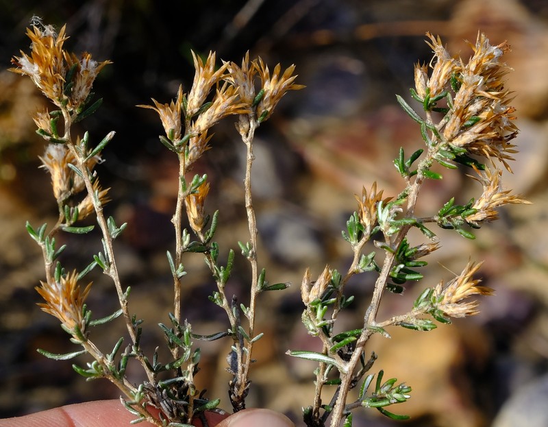Amphiglossa susannae photo 7