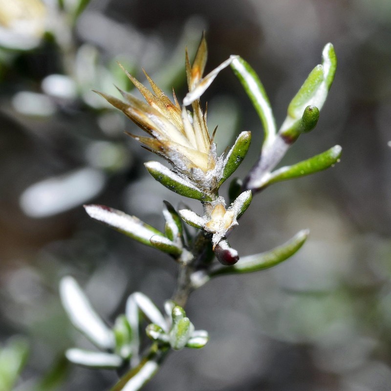 Amphiglossa susannae photo 8