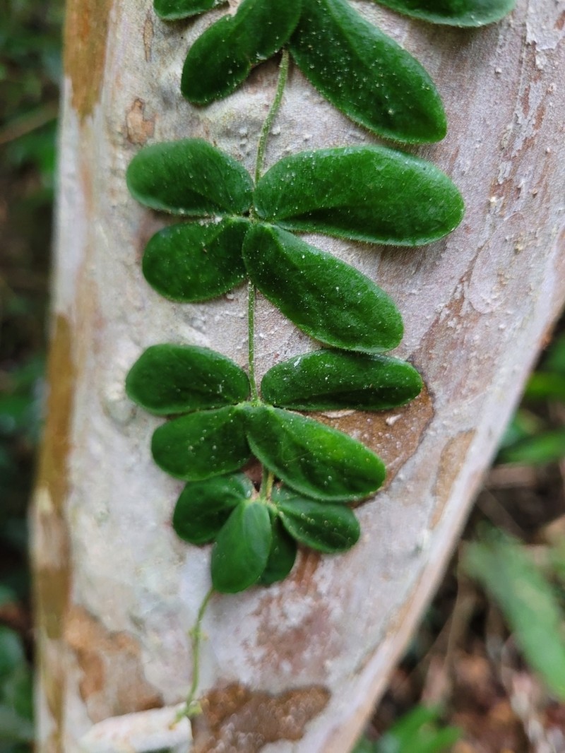 Amphilophium bauhinioides photo 2