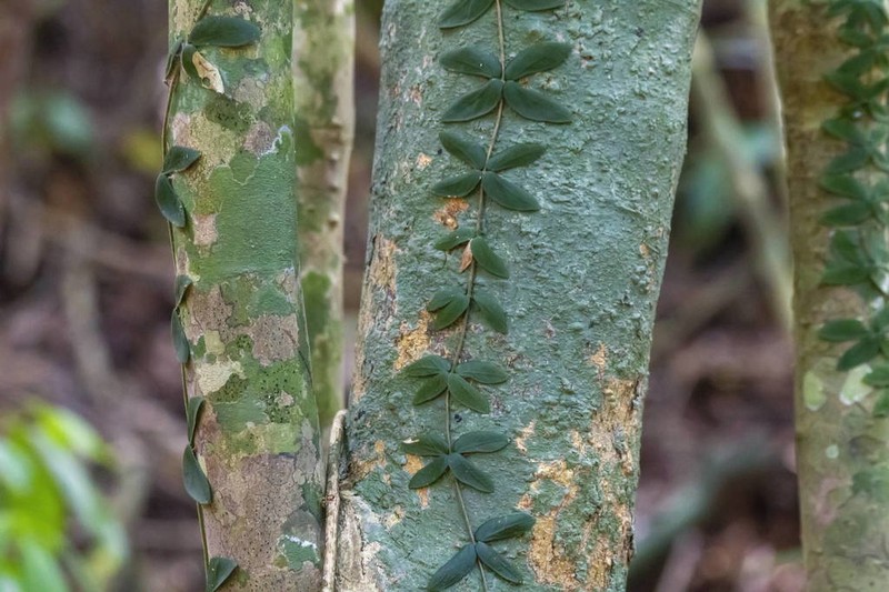 Amphilophium bauhinioides photo 3