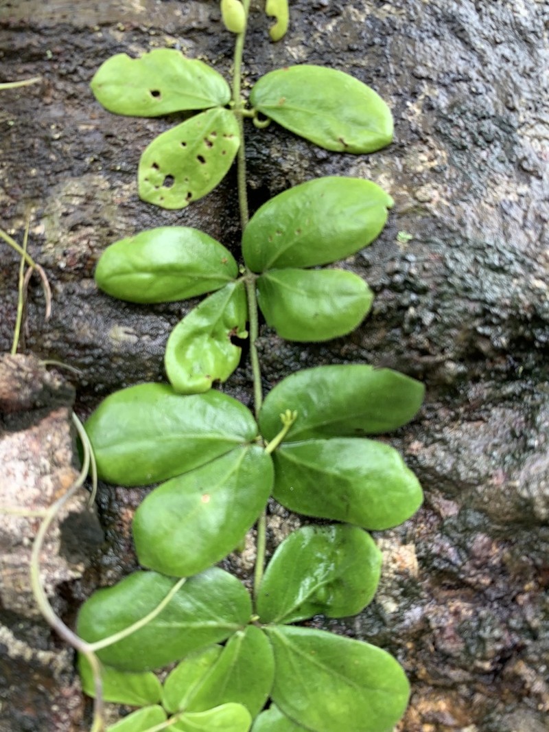 Amphilophium bauhinioides photo 4