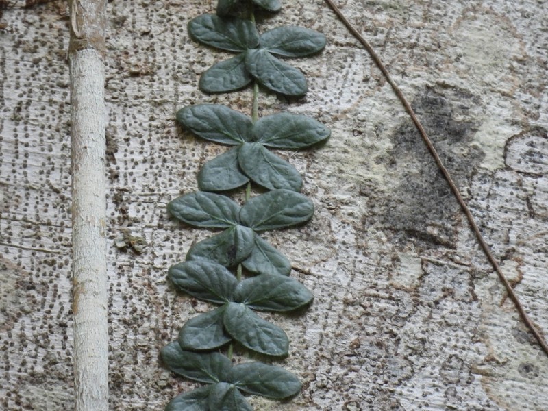 Amphilophium bauhinioides photo 5