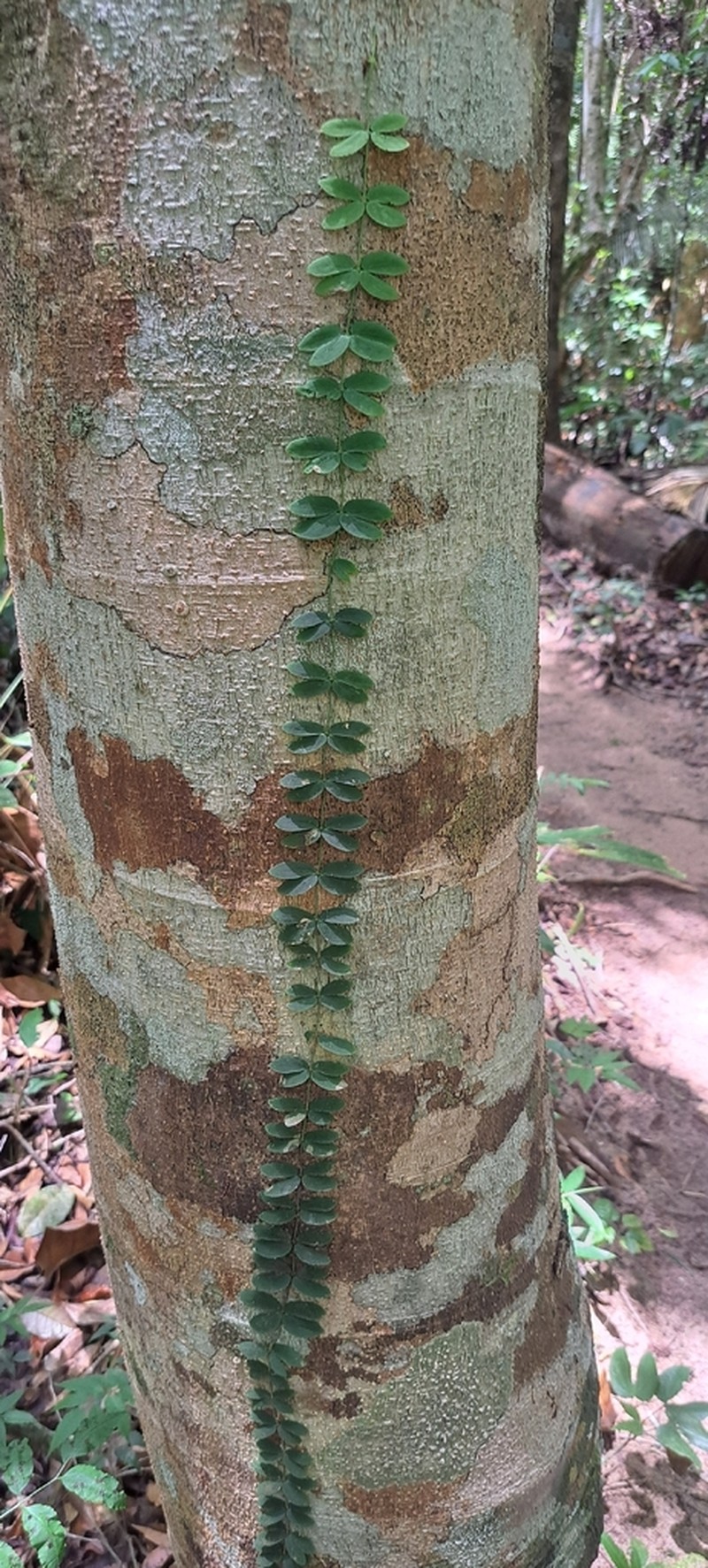 Amphilophium bauhinioides photo 6