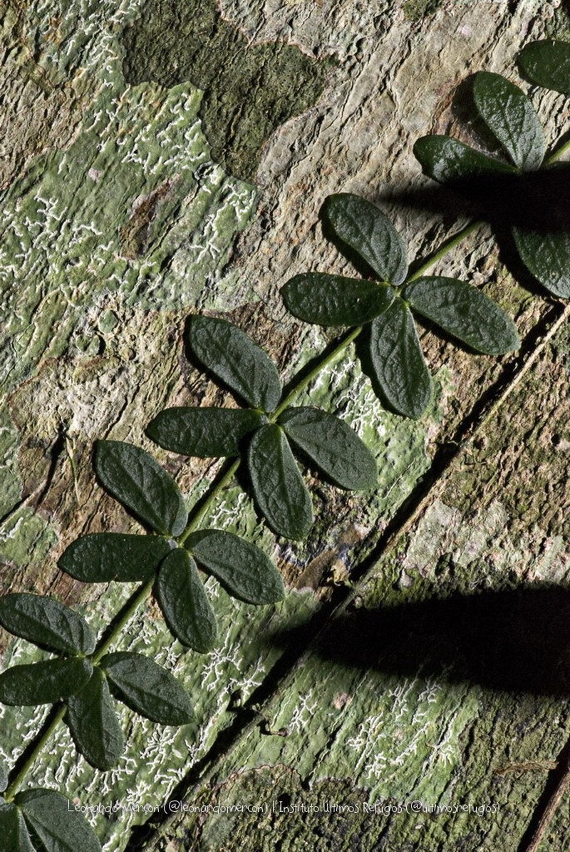 Amphilophium bauhinioides photo 7