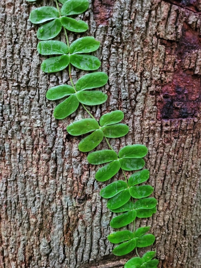 Amphilophium bauhinioides photo 8