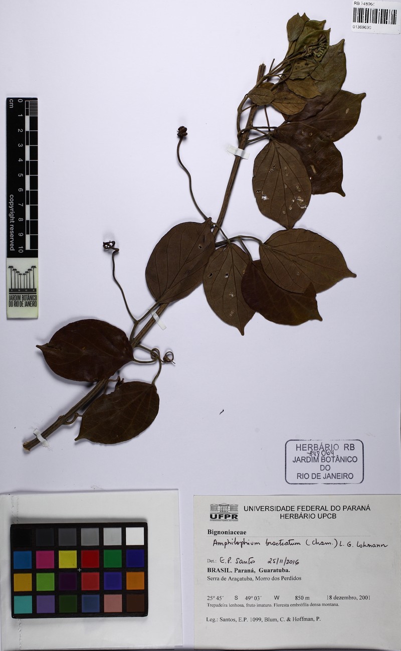 Amphilophium bracteatum