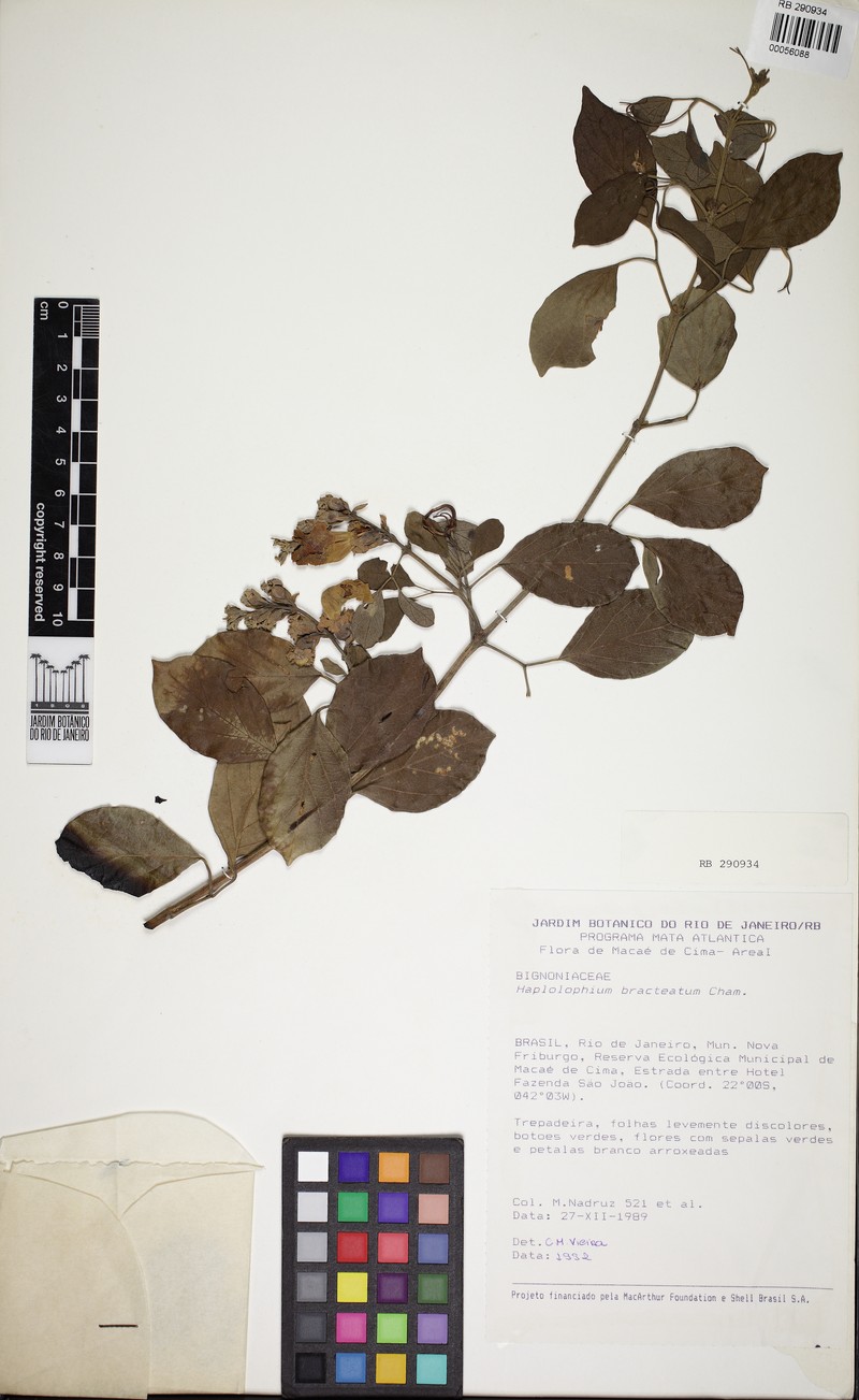 Amphilophium bracteatum photo 2