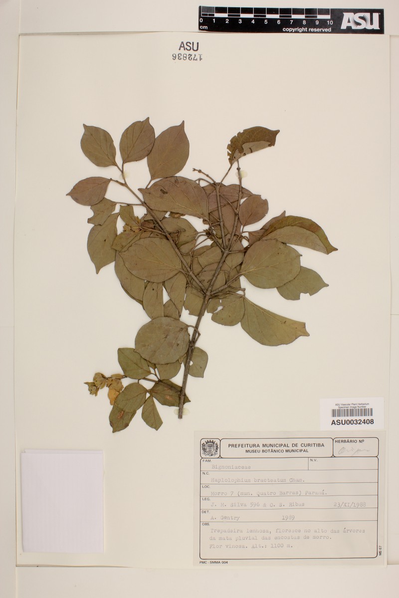 Amphilophium bracteatum photo 3
