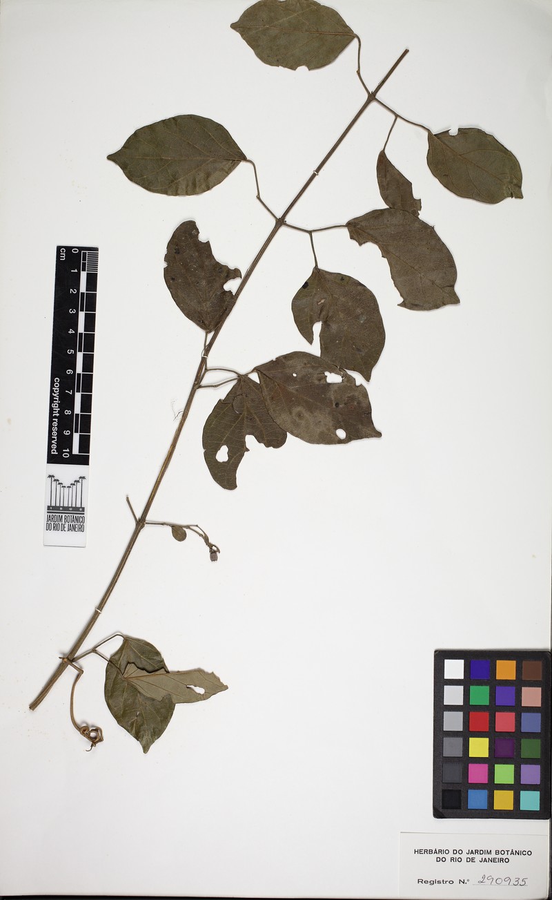 Amphilophium bracteatum photo 4
