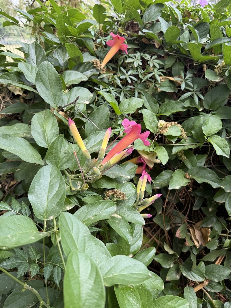 Blood-Trumpet