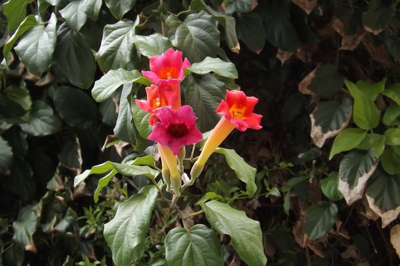 Blood-Trumpet photo 2