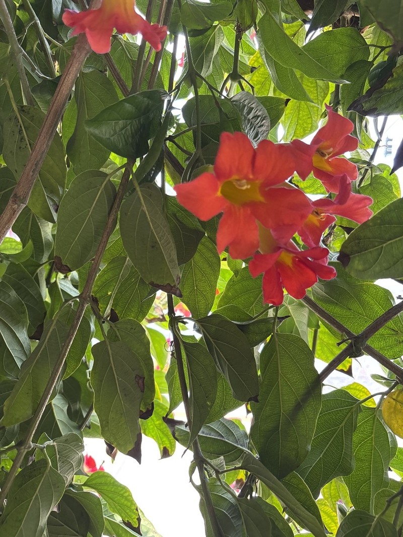 Blood-Trumpet photo 3