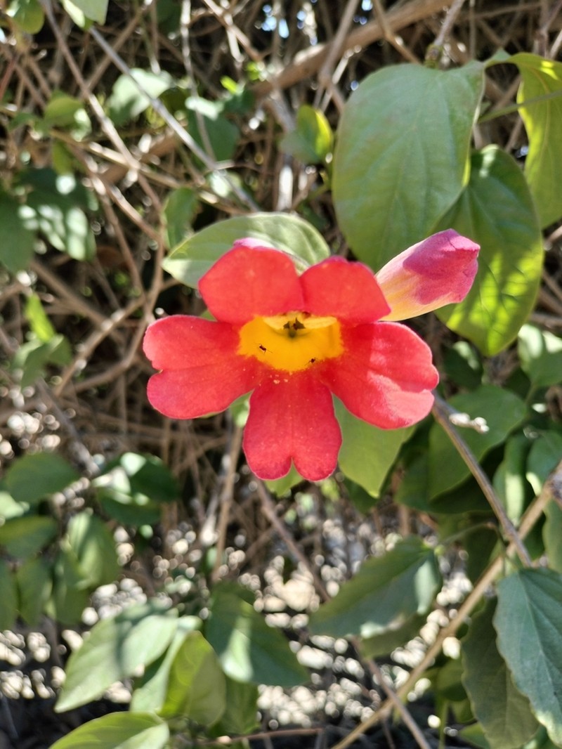 Blood-Trumpet photo 5