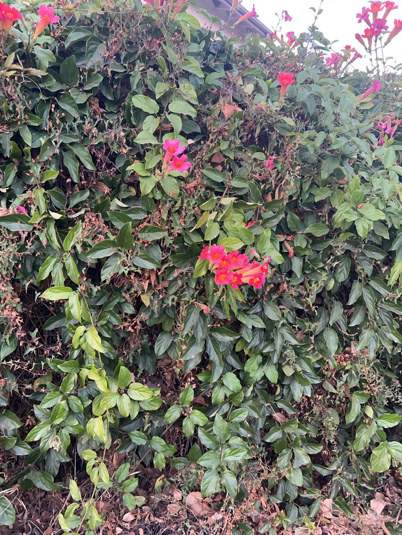 Blood-Trumpet photo 6