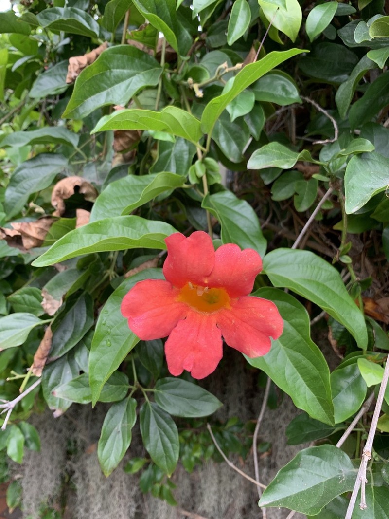 Blood-Trumpet photo 7