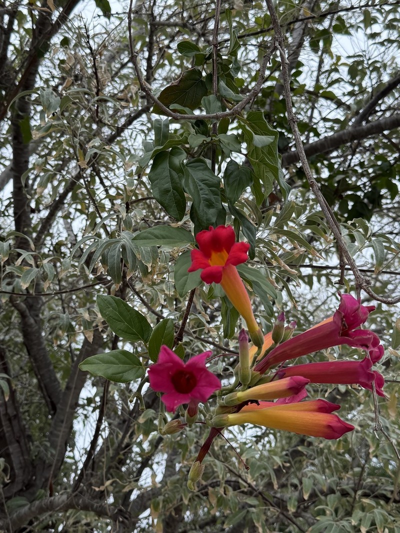 Blood-Trumpet photo 8