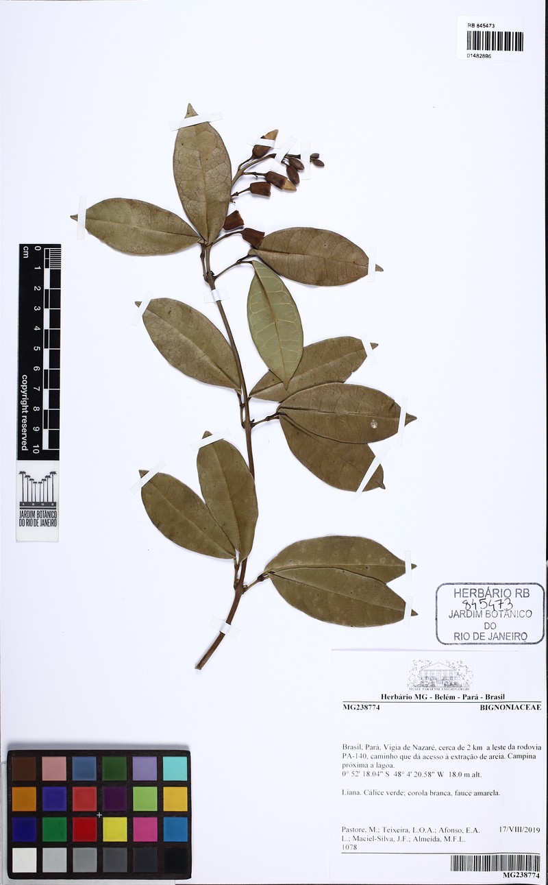 Amphilophium campinae