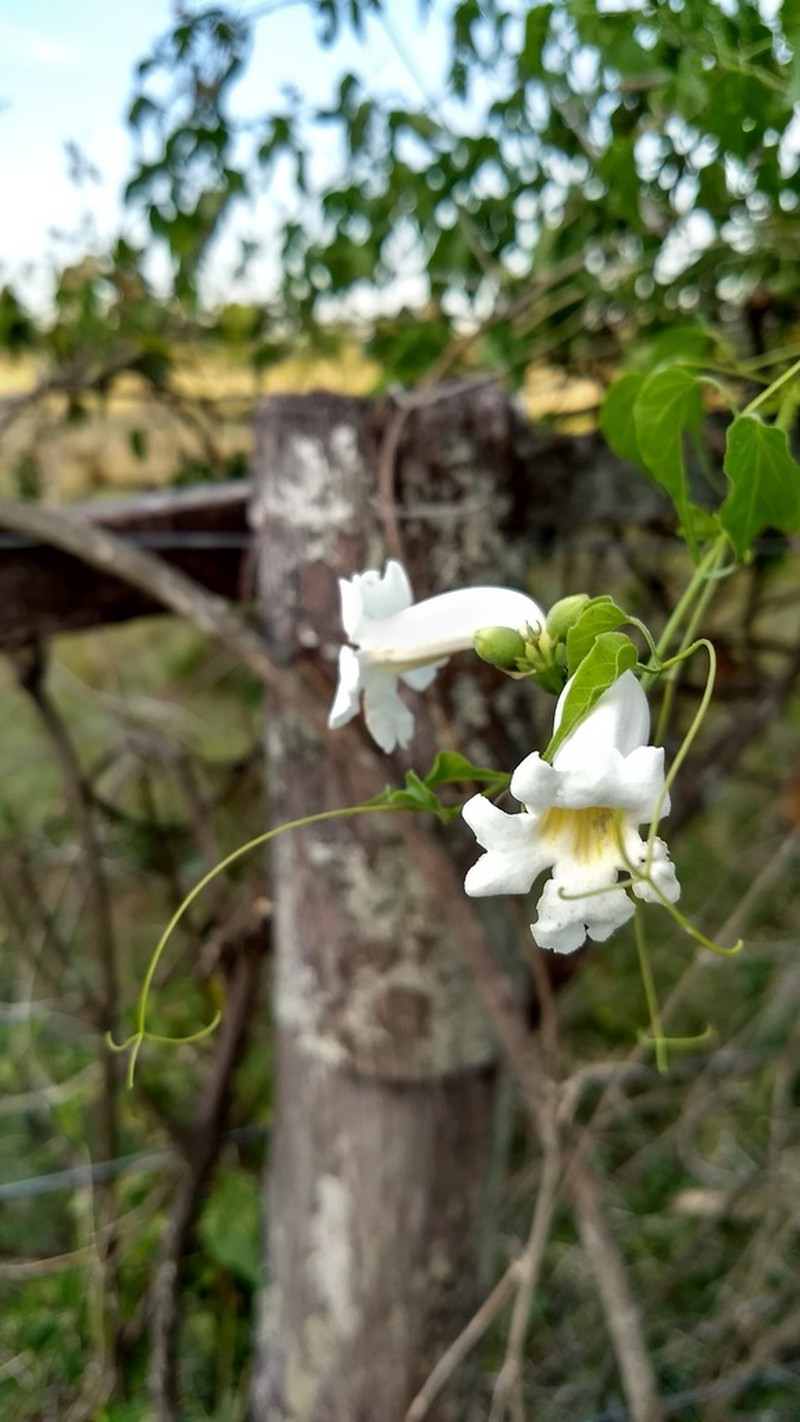 Amphilophium carolinae photo 2