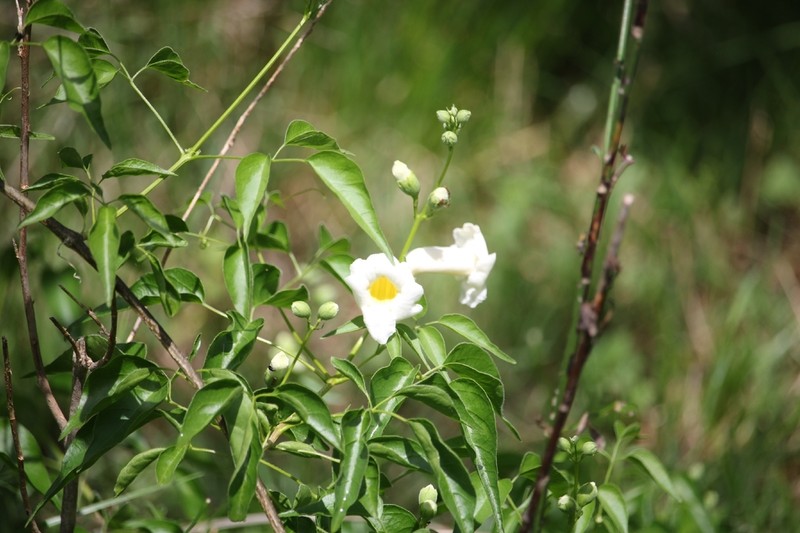 Amphilophium carolinae photo 3