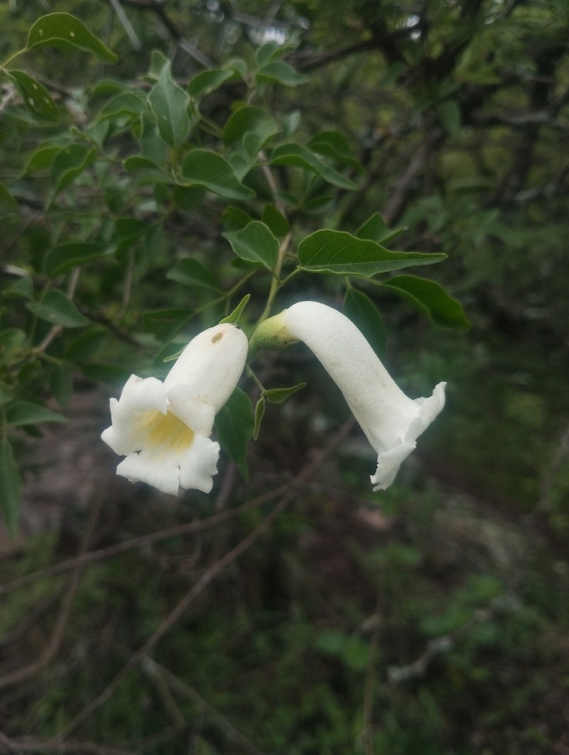 Amphilophium carolinae photo 4