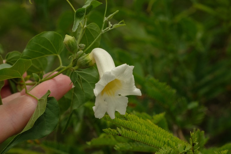 Amphilophium carolinae photo 5