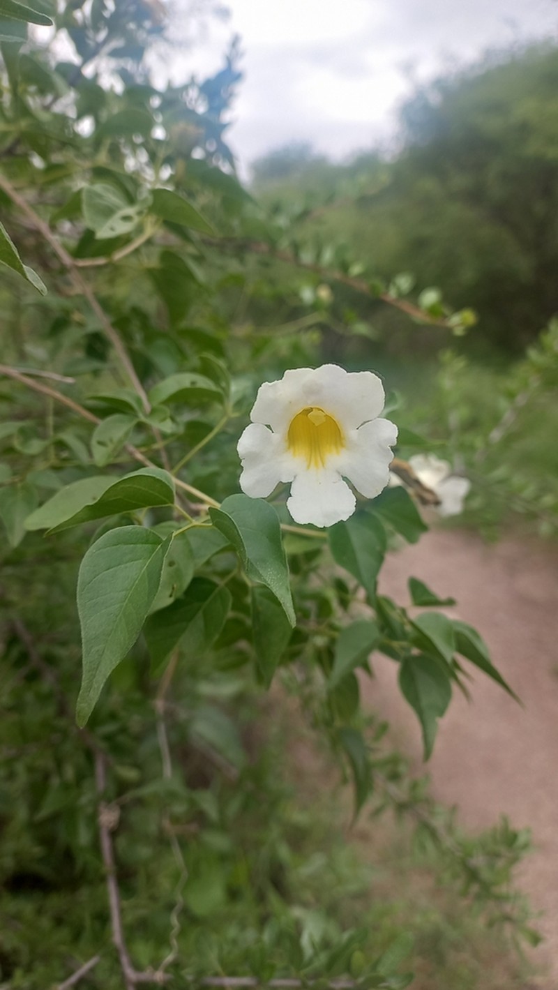 Amphilophium carolinae photo 6