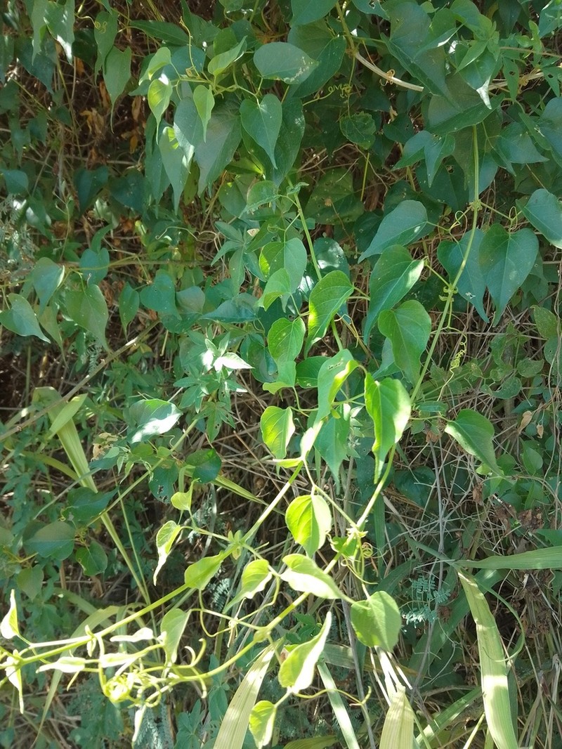 Amphilophium carolinae photo 7