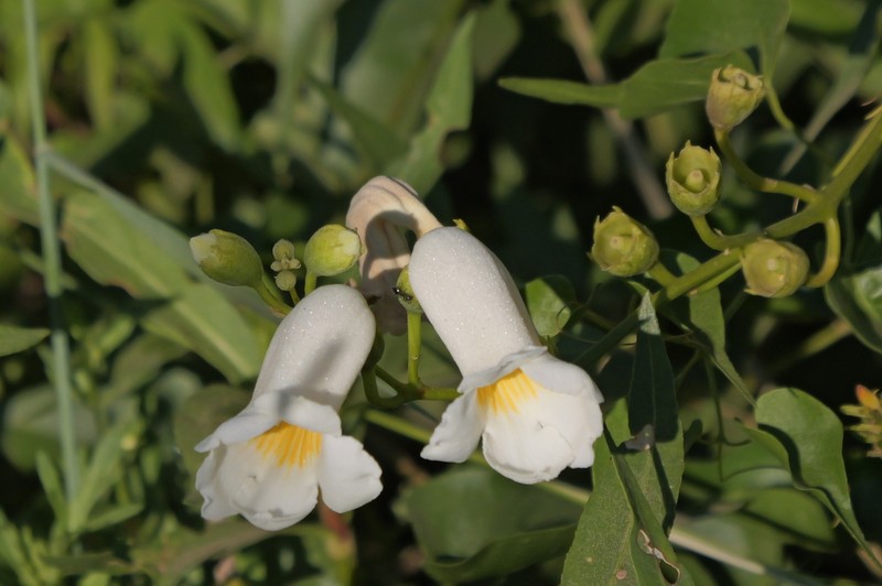 Amphilophium carolinae photo 8
