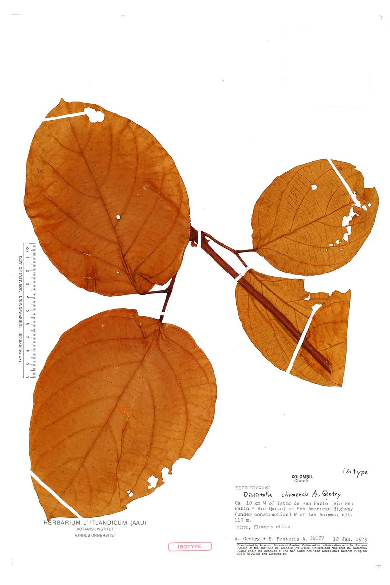 Amphilophium chocoense