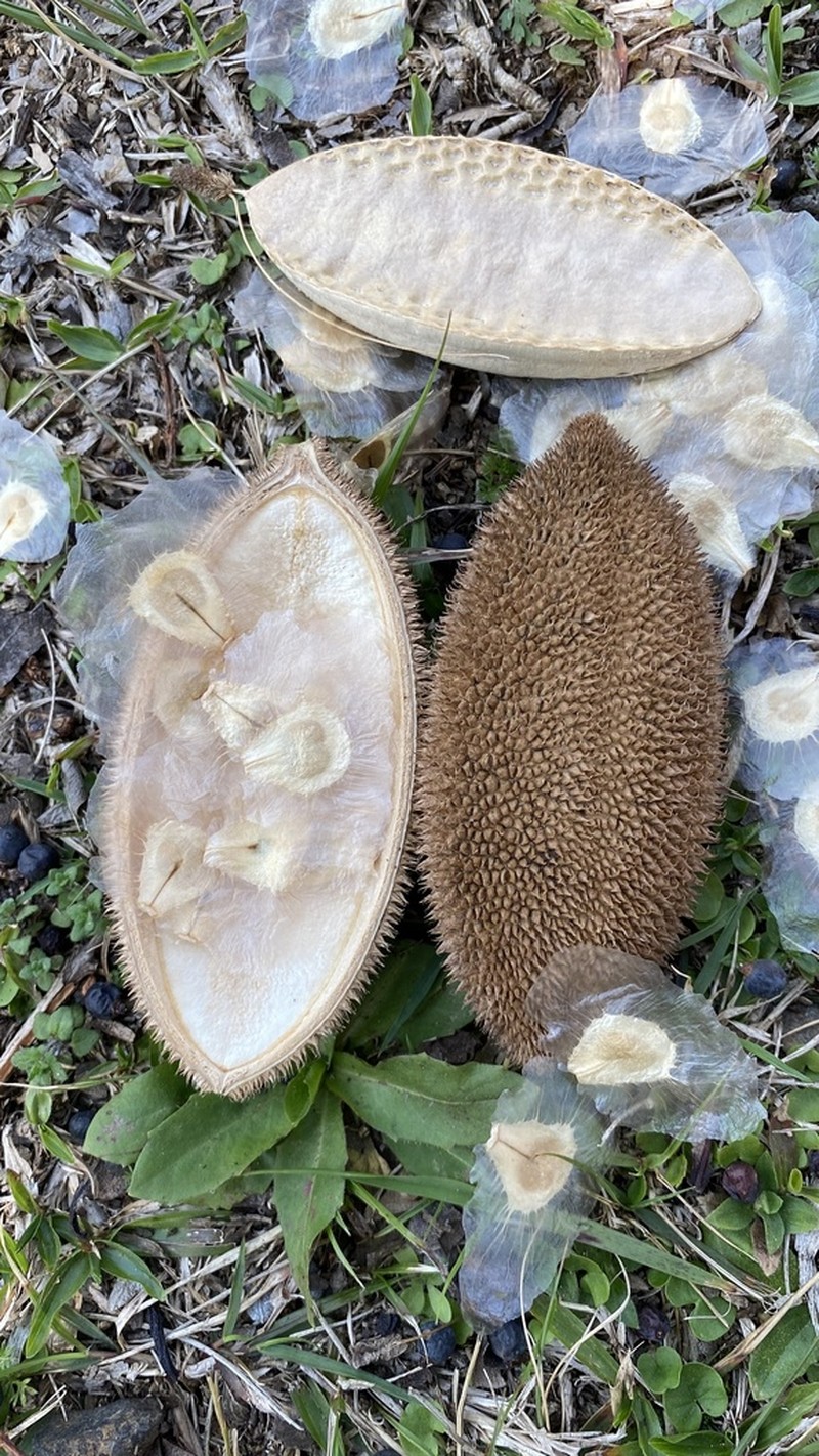 Monkey's-Comb photo 4