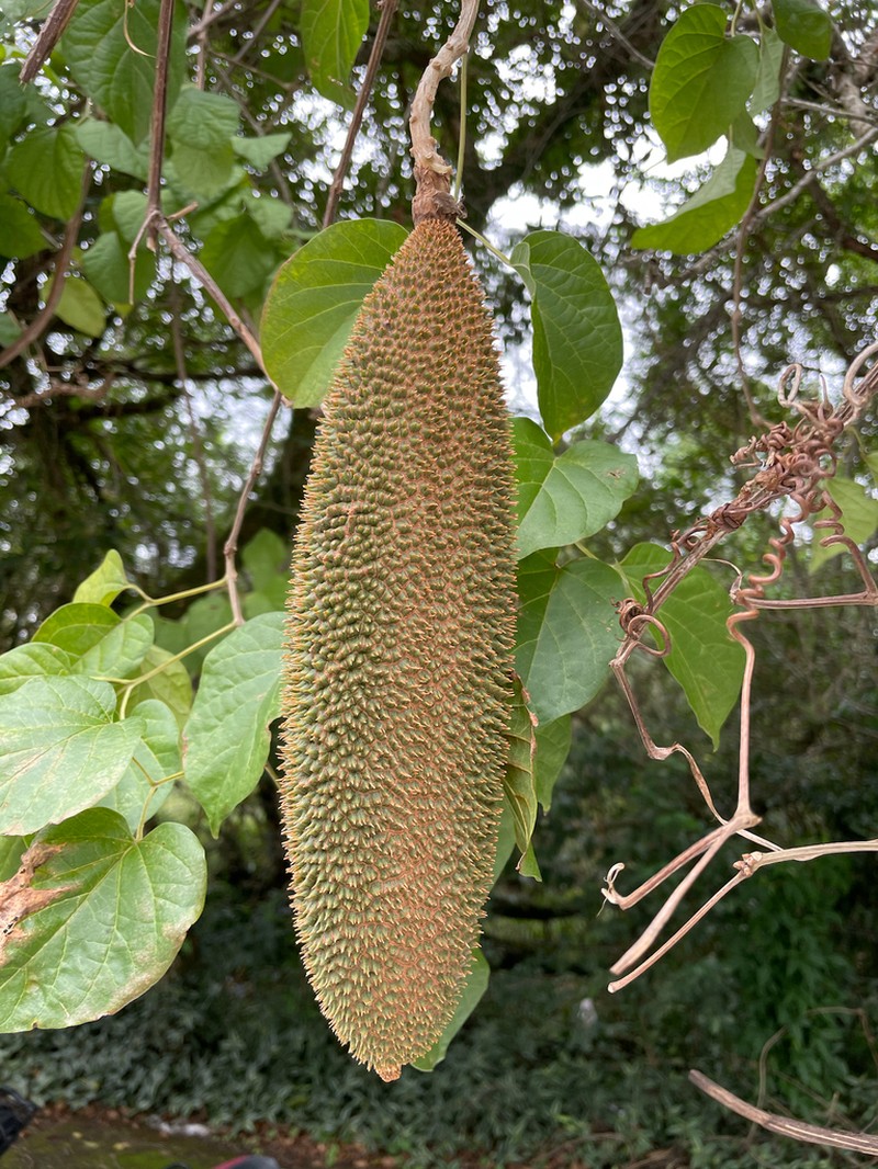 Monkey's-Comb photo 5