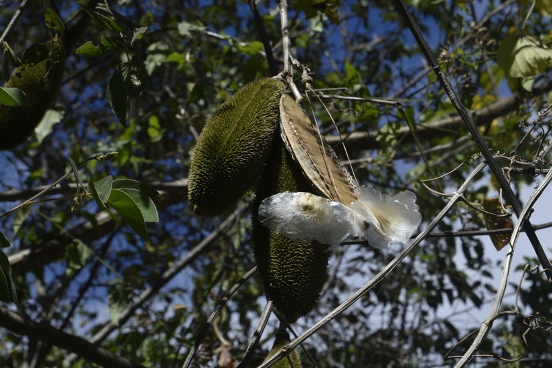 Monkey's-Comb photo 6