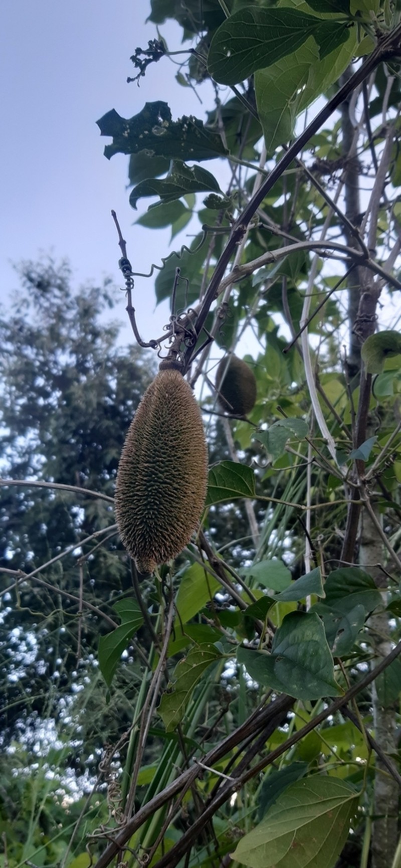Monkey's-Comb photo 7